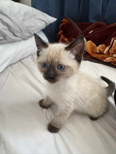 cat for sale , View more