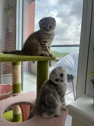 Super Sweet Scottish Fold Kittens Ready for Loving Homes (Vet Checked & Vaccinated) We have two incr...