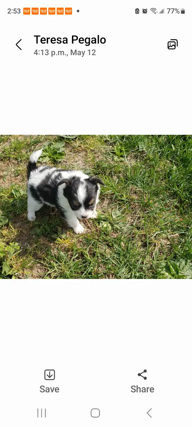 Long coat chihuahua puppies in Dogs & Puppies for Rehoming in Kitchener / Waterloo - Image 11