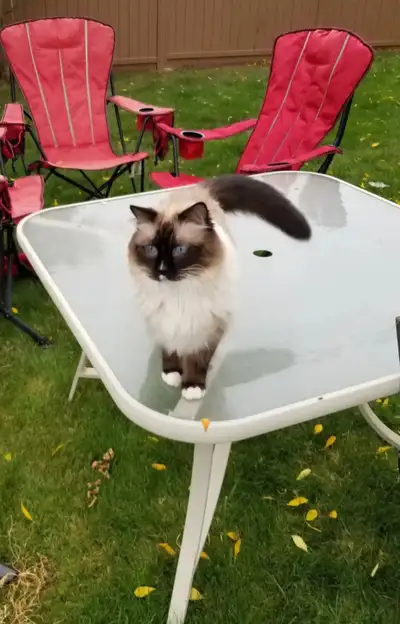 Purebred Ragdoll Cat, Affectionate, View more