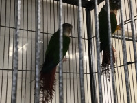 Proven yellow sided conure pair
