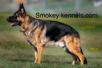 We are Smokey Kennels, CKC registered breeders of top quality GSD and have been actively involved wi...