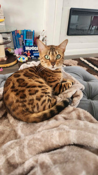 Bengal Cat for sale . Girl and Boy.