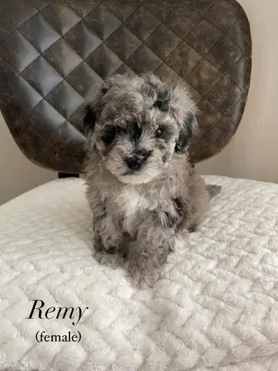 Adorable Bichon x Poodle Pups!, View more