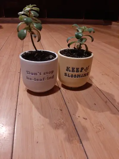 Suculent plants, View more