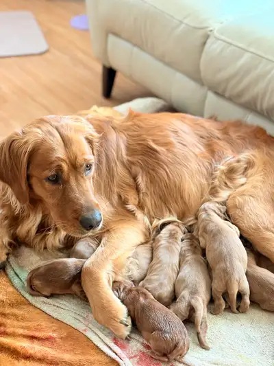 Golden Retriever Puppies!, View more