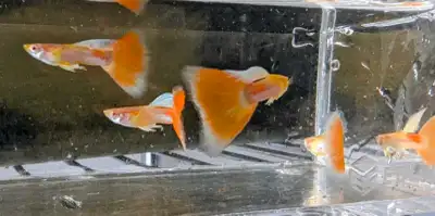 Albino red tail guppy from Montreal, View more