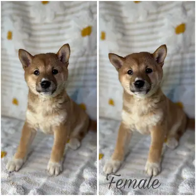 Shiba Inu adorable puppies, View more