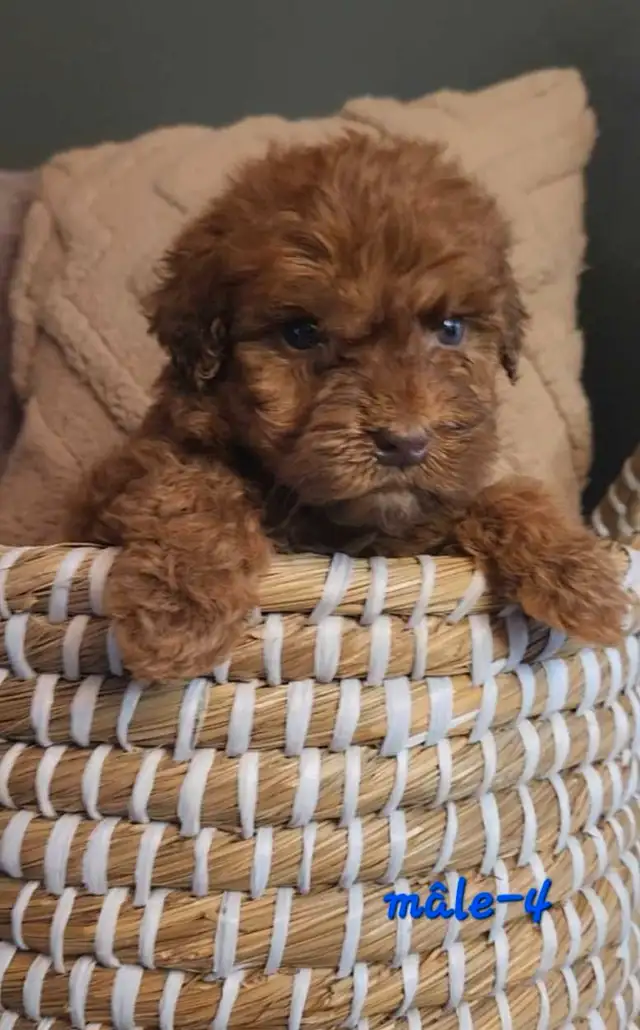 Prêts a partir *Whoodle Mini in Dogs & Puppies for Rehoming in West Island - Image 6