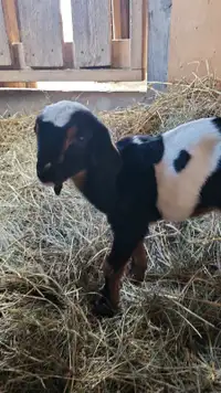 Goat Kid Female 