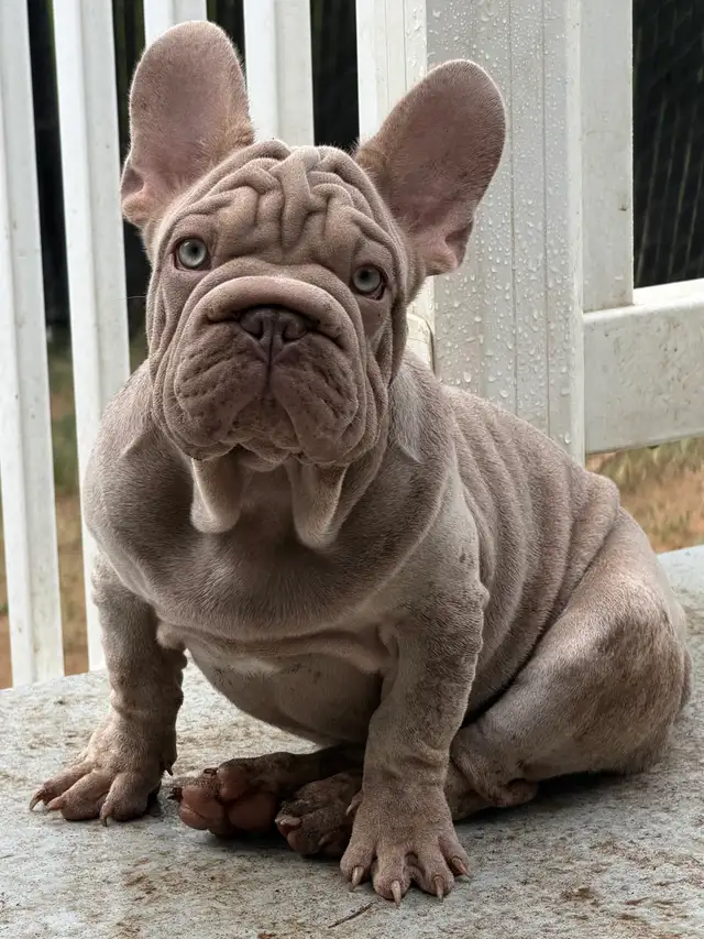 ⭐️ Velvet Isabella & Tan french bulldog - Bouledogue francais ⭐️ in Dogs & Puppies for Rehoming in Ottawa - Image 2