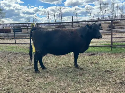 3 pairs. Purebred black angus selling with no papers. Calves sired by purebred angus bulls. Too late...
