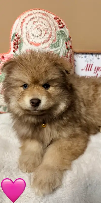 Live Teddy Bear Pomskys ( Pomeranian x Husky), View more