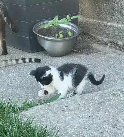 kittens for sale, View more