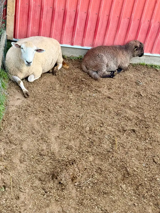 Handraised babydoll breeding trio (+Optional commercial) | Livestock ...