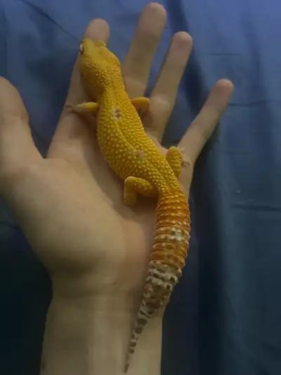 Male Tremper Sunglow albino Giant Adult, View more