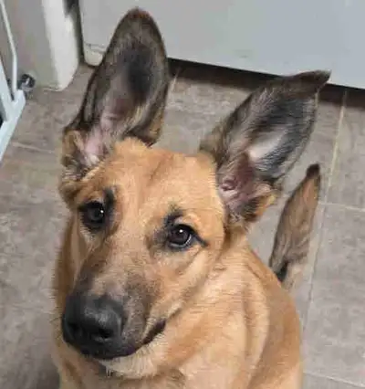 This is Angel, she's a beautiful German shepard mix! Im not sure what she's mixed with. She's 1 year...