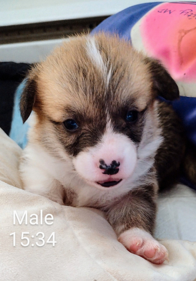 5 magnifique chiot Corgi pure race. Naissance 18 Mai 2025 dans Chiens et chiots à adopter  à Laval/Rive Nord - Image 3