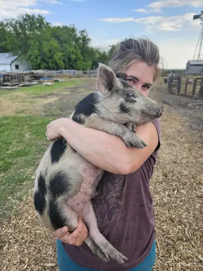 Ossabaw Island Hog weanlings, View more
