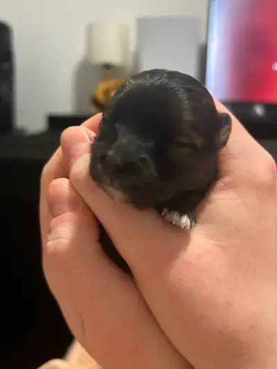 ✨ Adorable YorkiePoo × Pomeranian Puppies – Ready End of May ✨, View more
