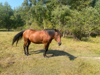 NICE QH MARE FOR SALE!