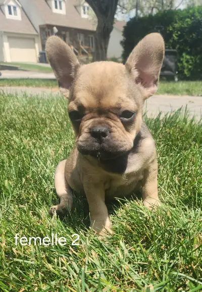 Bouledogue francais, View more