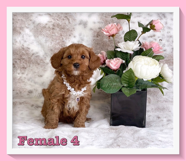 Mini-GoldenDoodle F1b Puppies in Dogs & Puppies for Rehoming in Winnipeg - Image 4