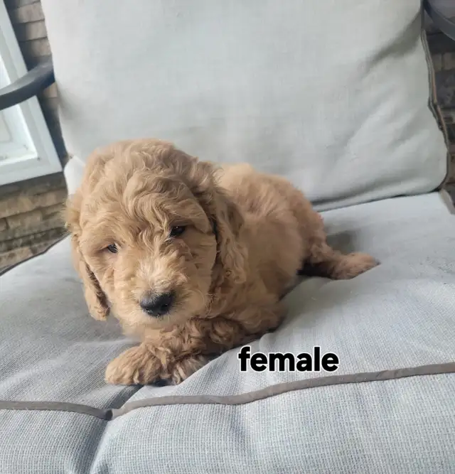 F1b Goldendoodle puppies in Dogs & Puppies for Rehoming in Stratford - Image 4