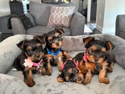 Yorkie Pups, View more