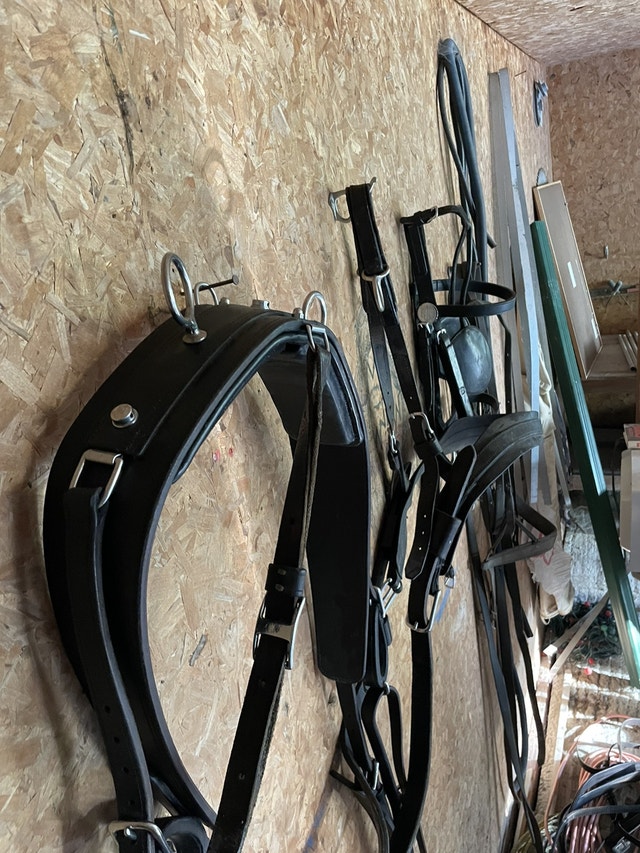 Horse harness/ bridle, back pads, breast collar, tugs Horses & Ponies