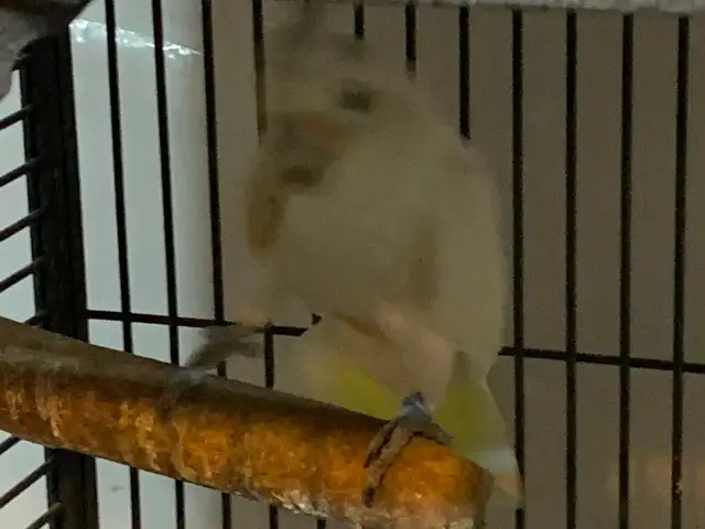 Cockatoo in Birds for Rehoming in Delta/Surrey/Langley - Image 7