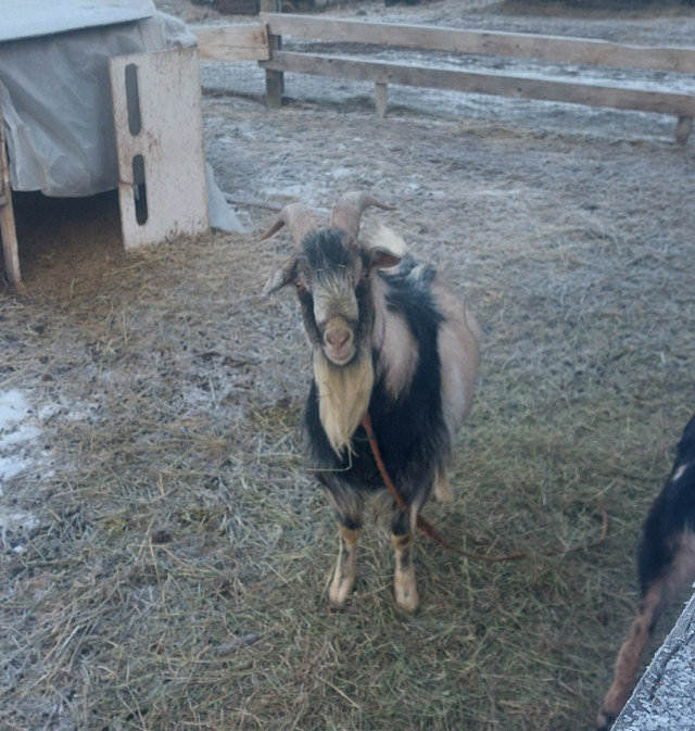 Goats. in Livestock in Fort St. John