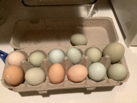 EGGS for Sale