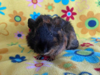 We have a New Litter Baby Males Guinea pigs ready to leave. 