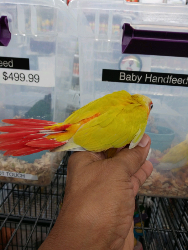 BABY SUN-CHEEKED HAND FEED TAME AVAILABLE AT CENTRAL PET in Birds for Rehoming in City of Toronto - Image 2