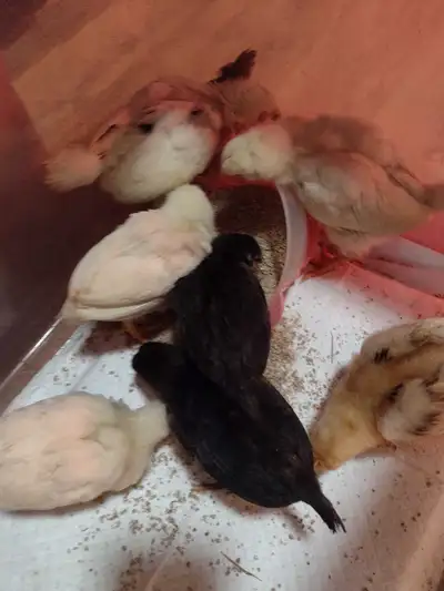 Chicks 8 - three week olds - mostly blue &green egg gene carrier
