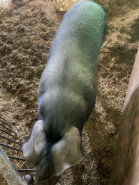 Berkshire sow for sale