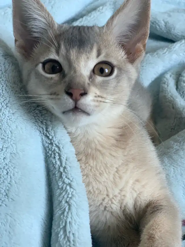 ABYSSIN KITTENS / CHATON ABYSSIN