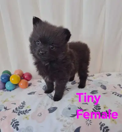 Pomeranian Puppies, View more