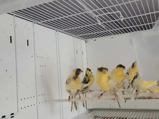 Padovane 2025 in Birds for Rehoming in Québec City - Image 5