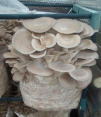 affordable pre-order and surplus mushroom grow blocks!
