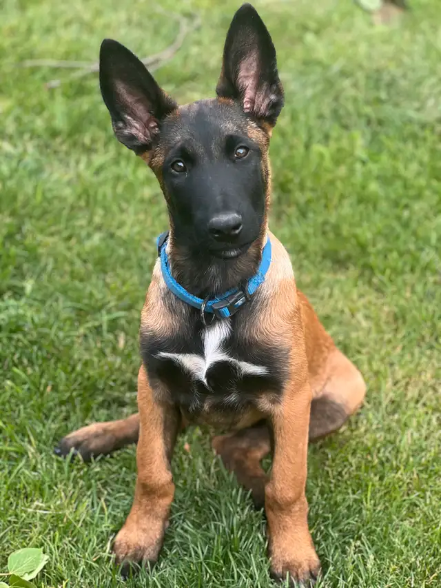 CKC Registered Belgian Malinois in Dogs & Puppies for Rehoming in Kitchener / Waterloo - Image 3