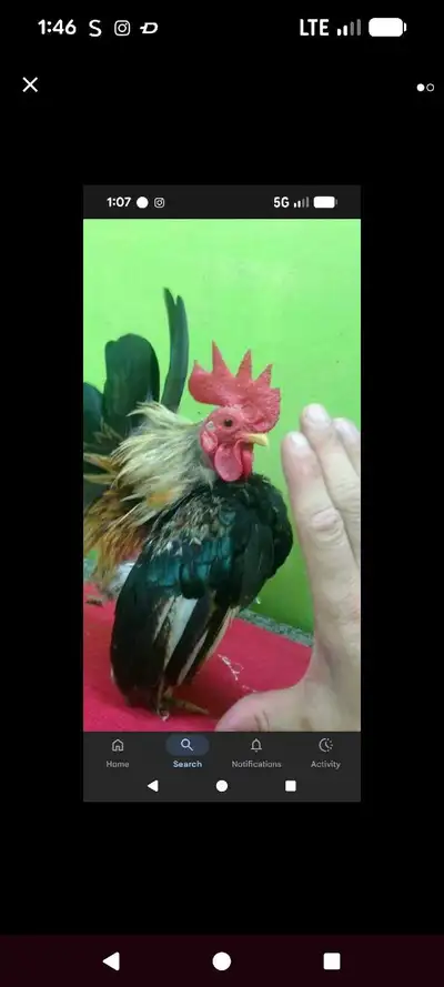 saremas wanted, View more