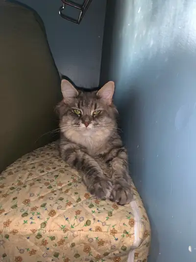 purebred mainecoon cat for sale (spayed), View more