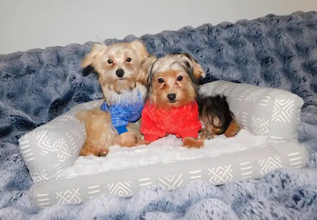 Chiots morkie in Dogs & Puppies for Rehoming in City of Montréal - Image 4