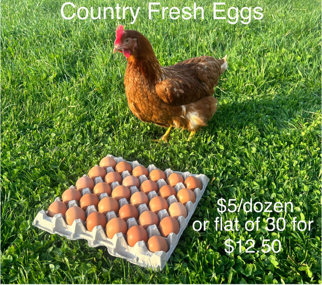 Country fresh brown EGGS in Other in Leamington
