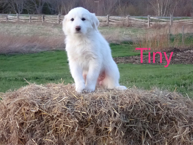 READY TO GO!  Great Pyrenees Puppies in Dogs & Puppies for Rehoming in Oshawa / Durham Region - Image 4