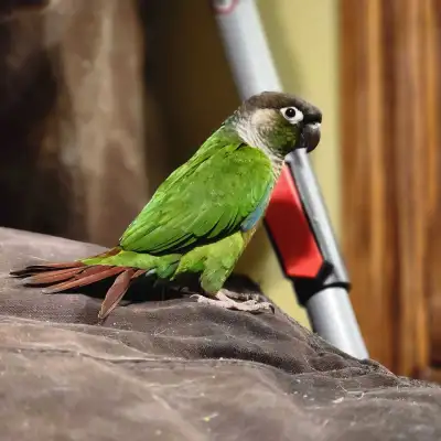 Young GC Conure, View more