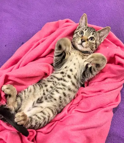 Gorgeous Savannah X Tabby Kitten for Adoption, View more