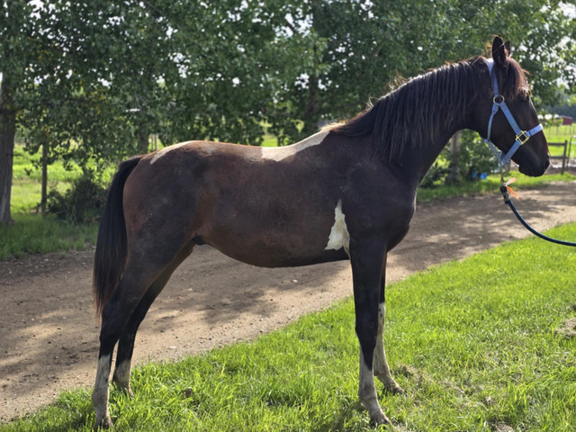 CWB 2024 pinto colt for sale in Horses & Ponies for Rehoming in Strathcona County - Image 2